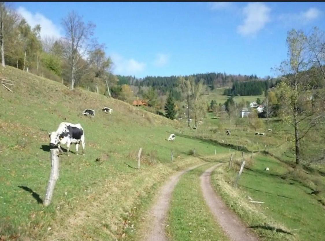De Montagne Au Pied Du Champ Du Feu *